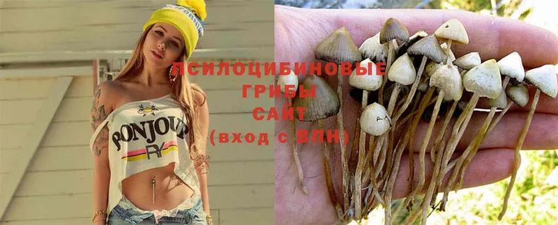 купить  цена  Нерчинск  Галлюциногенные грибы Magic Shrooms 